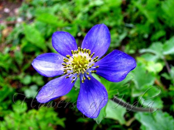 Blue Himalayan Anemone